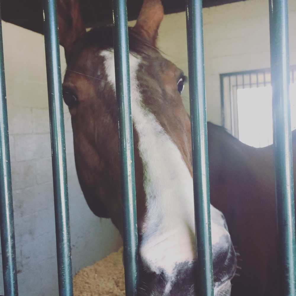 Meet your Posher, Jaime